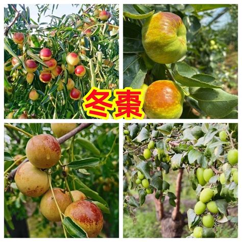 紅棗盆栽|紅棗樹怎麼盆栽種植？一株變2株的養殖方法？｜小苗定植，如何 